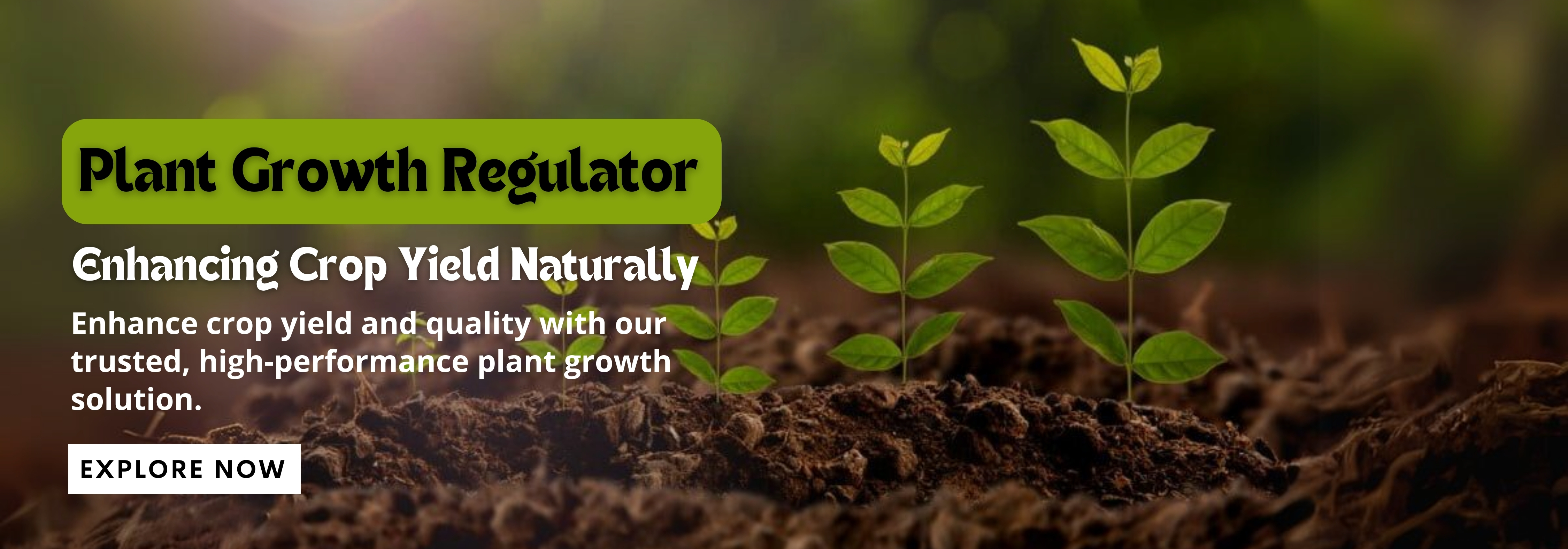 SAP NUTRIENTS | Manufacturer of Bio Fertilizer & Flowering Stimulant